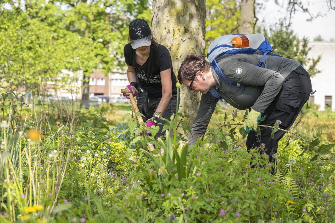 Mitarbeiterinnen setzen neue Stauden ein.