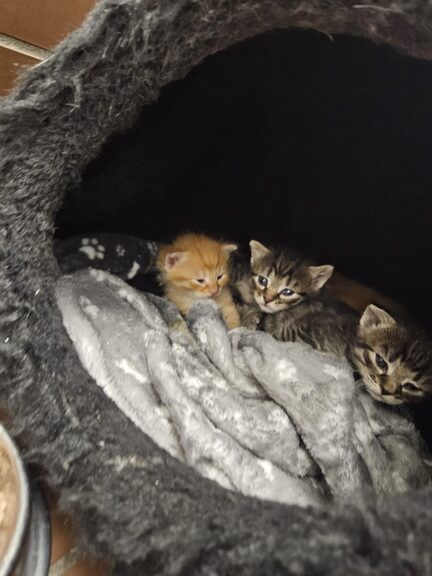 Drei Kitten eingehüllt in einer Decke