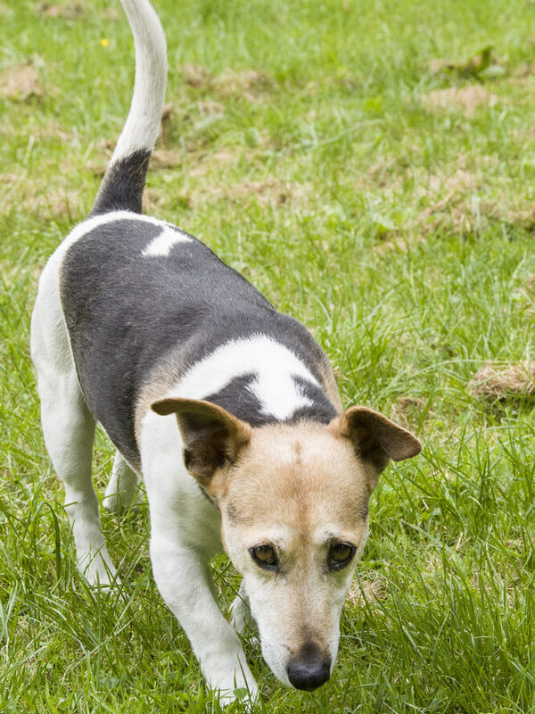 Hund schnüffelt auf Wiese