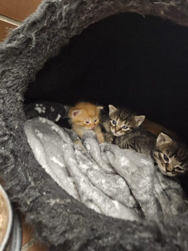 Drei Kitten eingehüllt in einer Decke