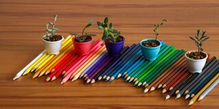 5 Pflanzen stehen auf Buntstiften