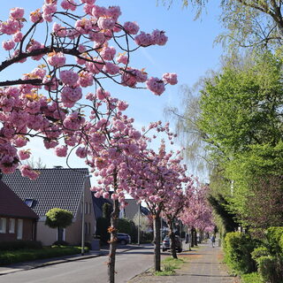 Blühende Bäume an einer Straße in Huckingen
