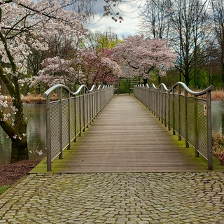 Brücke und Kirschblüten in Asterlagen