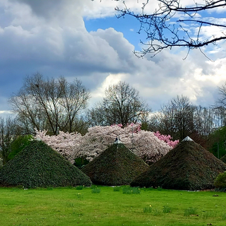 Kirschblüten in Asterlagen