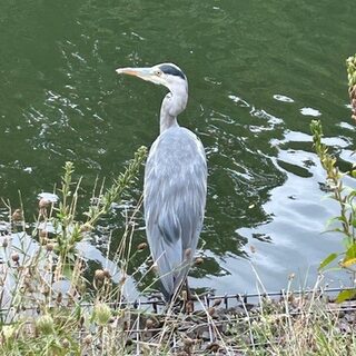 ein Kranich an der Wedau