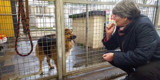 Hund in Zwinger, Person kniet davor