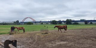 Weiden mit Pferden des Tiergnadenhofs