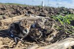 Küken vom Kiebitz im Binsheimer Feld