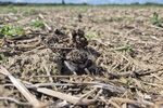 Küken vom Kiebitz im Binsheimer Feld