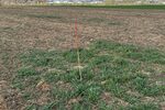 Bildausschnitt von einer markierten Stelle eines Kiebitznests auf dem Binsheimer Feld