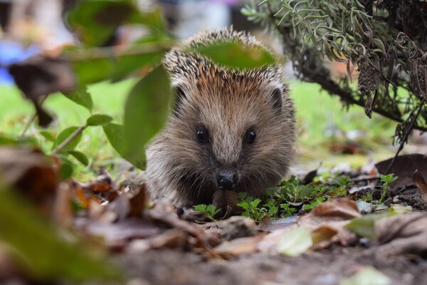 Igel