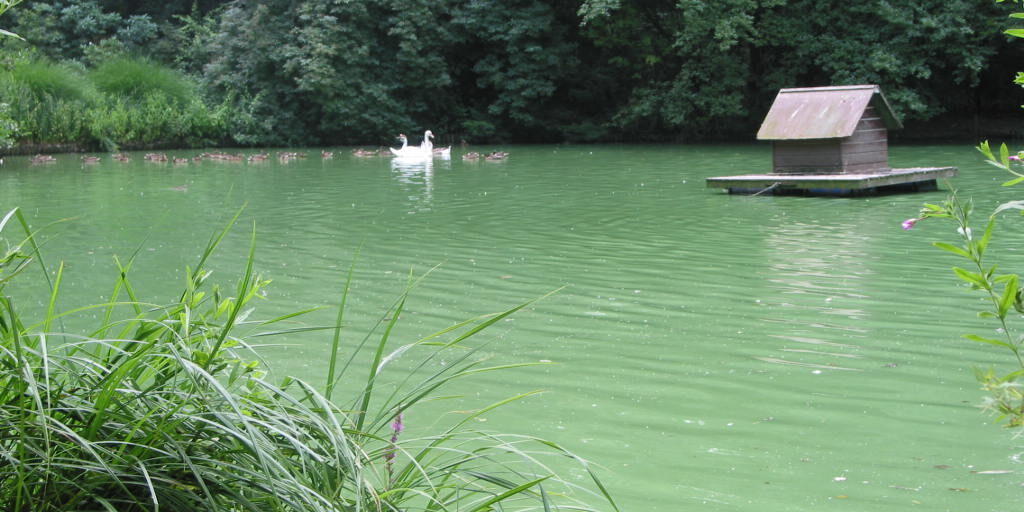 VPR Flamingoteich