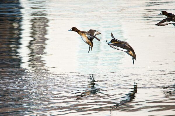 Enten fliegend Richtung Wasser