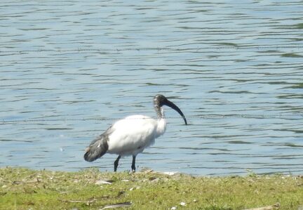 Heiliger Ibis