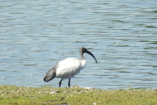 Heiliger Ibis