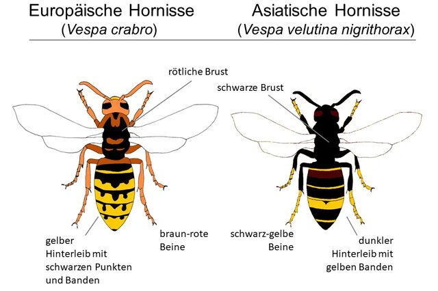 Asiatische Hornisse