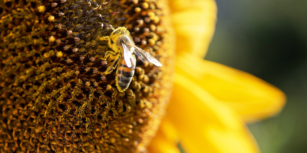 Nahaufnahme von einer Biene in einer Sonnenblume