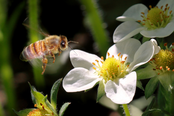 Honigbiene im Flug zu einer Blume