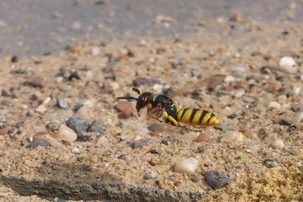 Bienenwolf im Flug