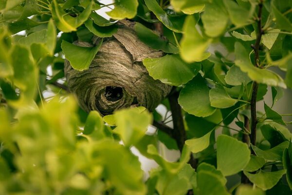 Aufnahme von einem Nest