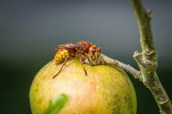 Nahaufnahme von einer Vespa Crabro auf einem Apfel