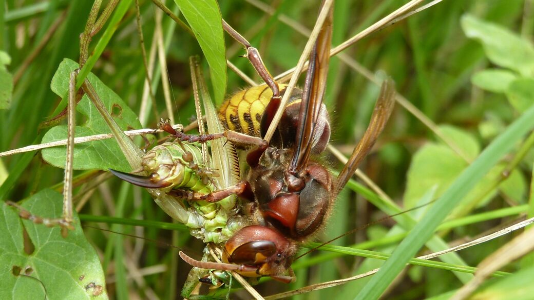 Hornisse mit erbeutetem Heupferd