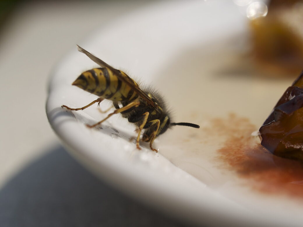Wespe auf Kuchenteller