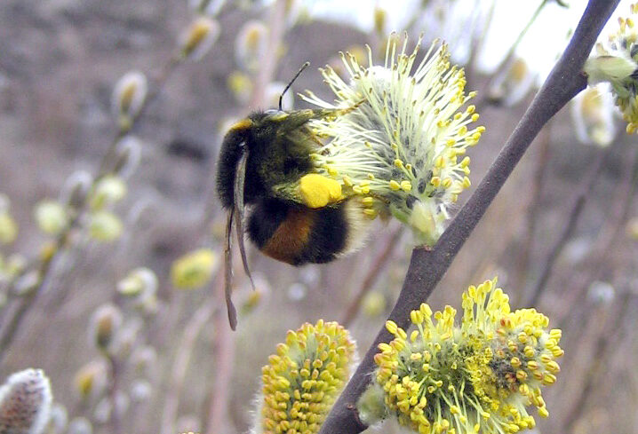 Hummel auf Weidenkätzchen