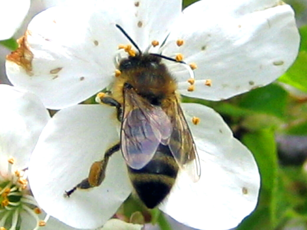 Honigbiene in Kirschblüte