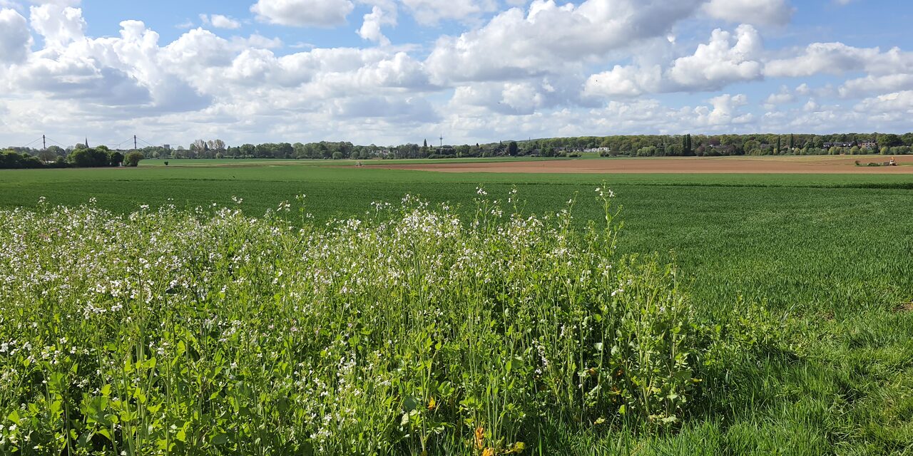 Bildausschnitt vom Binsheimer Feld in Duisburg