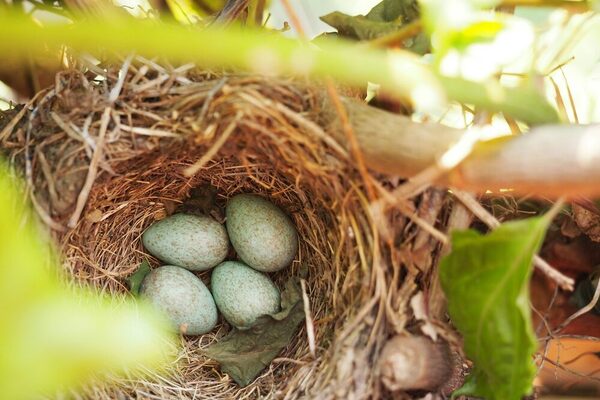 Vogelnest