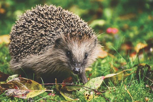 Igel