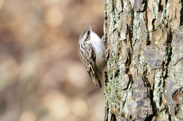 Gartenbaumläufer krallt am Baumstamm
