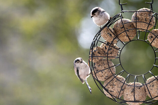 Vogel futtern Meisenknödel