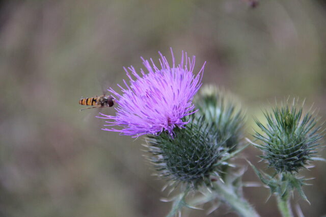 Schwebfliege an Distel