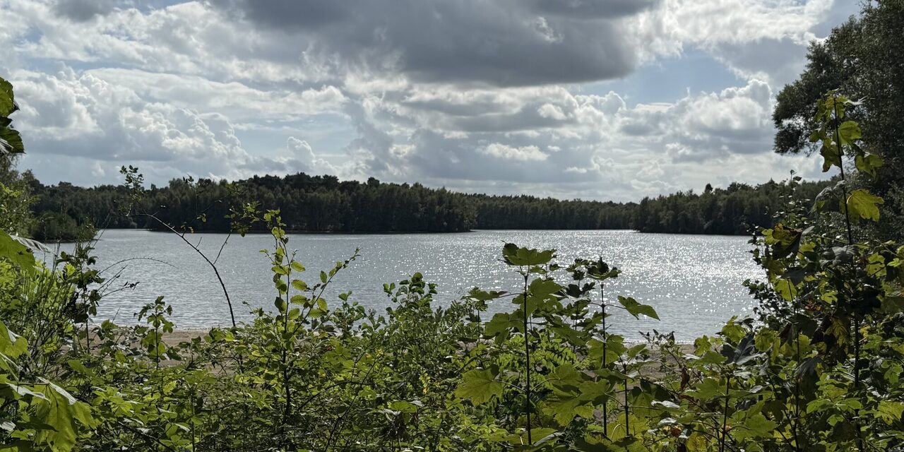 Büsche am Ufer eines Gewässers mit Blick auf das gegenüberliegende Ufer