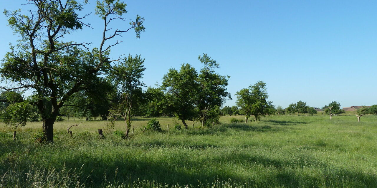 Obstwiese