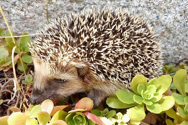Igel