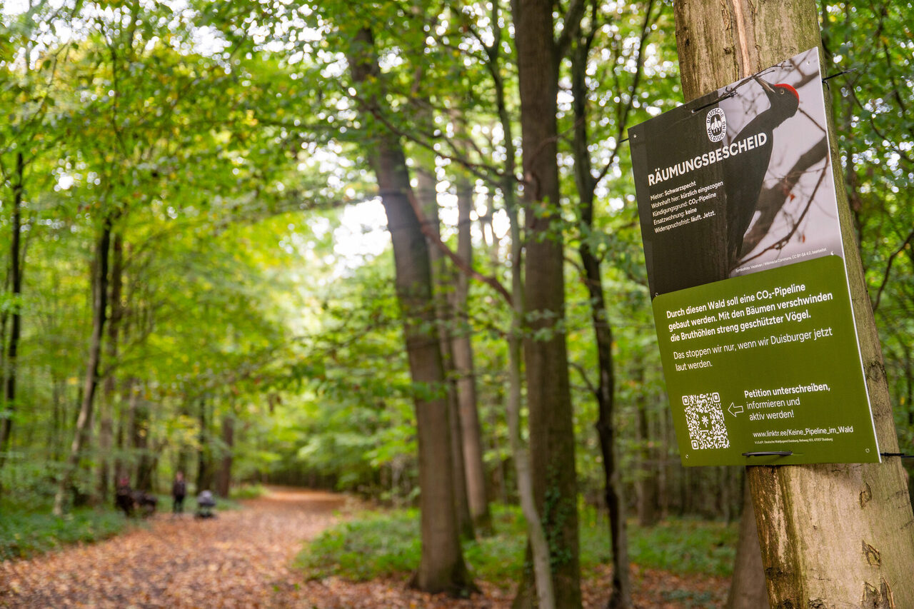 CO₂‑Pipeline Protestbild am baum