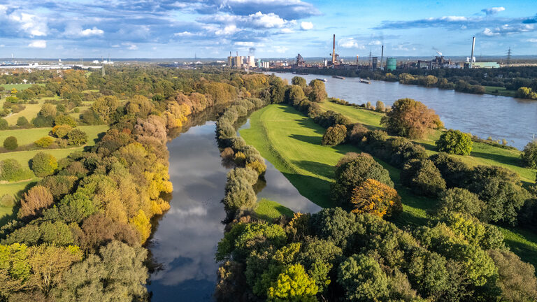 Die Roos in der Friemersheimer Rheinaue