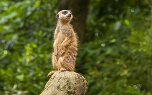 Zoo Duisburg, meerkat