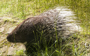 Zoo Duisburg, porcupine