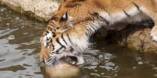 drinking tiger