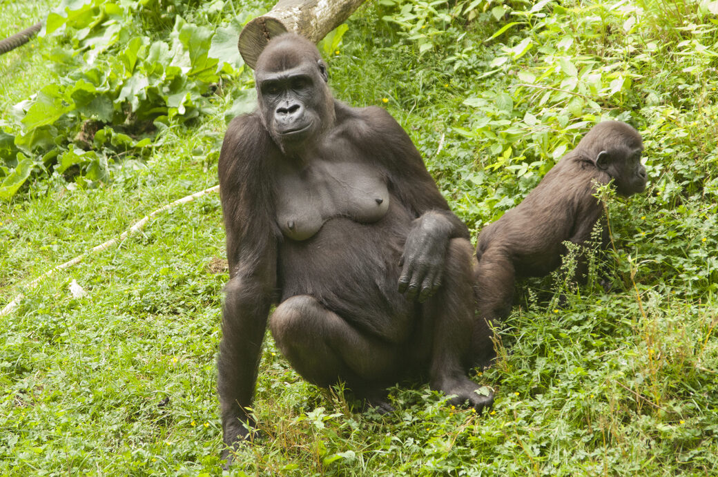 Gorilla with cub