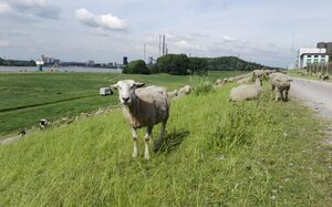 Rijndijk met uitzicht op de Alsumer Berg