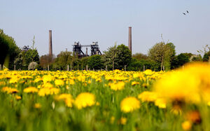 Bloeiende weilanden in het Landschaftspark