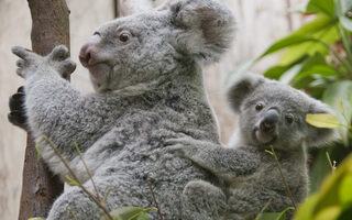 Zoo Duisburg, koala