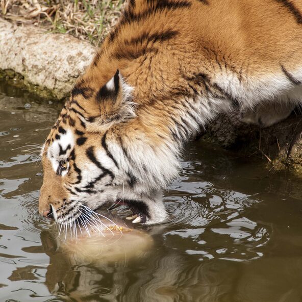 drinkende tijger