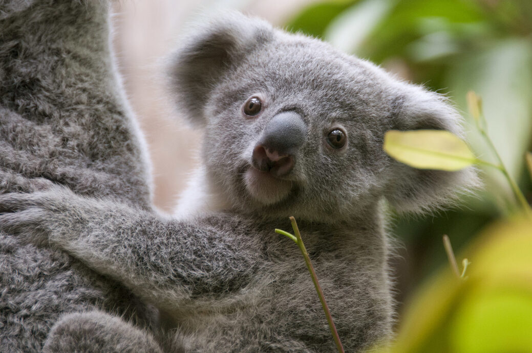 Jonge Koala