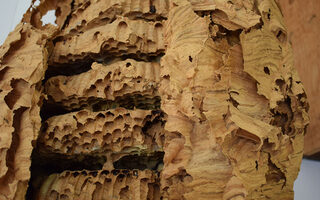 Bijenmuseum Duisburg, wespennest